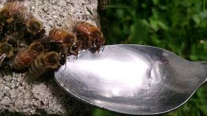 Cómo alimentar abejas. Ayuda a las abejas poniendo bebederos , las abejas beben agua.