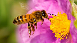 ¿Cuál es la abeja de la miel? Abeja Apis Mellífera Ibérica 
