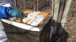 Cómo alimentar abejas y preparar alimento casero en casa para abejas. Torta proteica para estimular y mantenimiento.