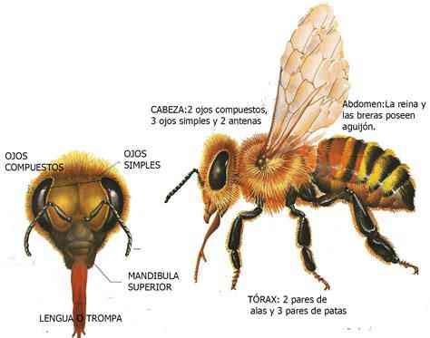 Abeja Apis Mellífera Ibérica. Morfología de la abeja.