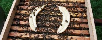 alimentando abejas con platano