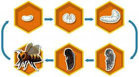 Abeja Apis Mellífera Ibérica. Ciclo de vida de la abeja