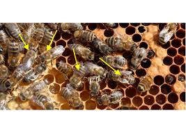 ¿Qué es la Varroa destructor de la abeja? ¿Qué remedios hay para matar o combatir la varroa destructor?