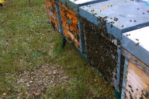 Colmena Layens llena de abejas