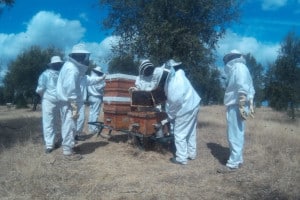 material de apicultura