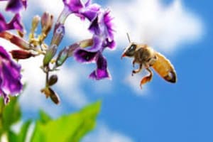 abeja apis mellifera