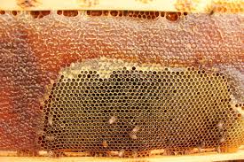 Efecto del humo en las abejas. Cuadro con Panal de abeja.