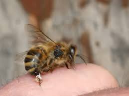 Efecto del humo en las abejas. Cuadro con Panal de abeja. Abeja picando y expulsando veneno apitoxina.
