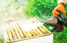 Manejo del ahumador ¿Qué es ese humo azul que utilizan los apicultores en las colmenas? ahumador de abejas encendido