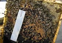 Varroa destructor biología. Varroa destructor biología y comportamiento. Maneras de tratar colmenas contra varroa.