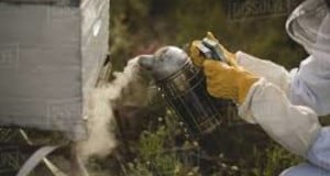 ¿Cómo se usa el ahumador? apicultor manejando el ahumador en la piquera