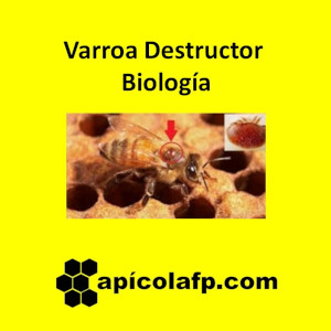 Varroa destructor biología