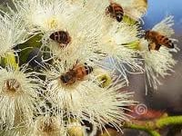 https://xn--apcolafp-d2a.com/articulos-de-apicultura/propiedades-y-beneficios-de-la-miel/miel-de-eucalipto-propiedades/