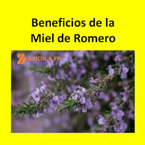 Beneficios de la miel de romero. Propiedades y qué es la miel de Romero. La miel de romero cruda natural qué color tienen.