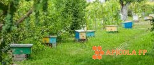 Características de la miel ecológica y cómo es la extracción de la miel ecológica. ¿Cómo saber si es una miel ecológica? Dónde comprar miel ecológica en España.