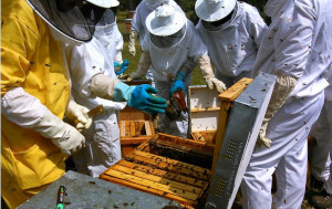 Curso de apicultura en España gratuitos Online y presencial