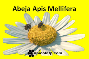Abeja Apis Mellifera - abeja de la miel