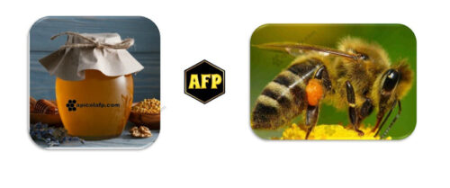 Miel de abeja melipona qué es. ¿Qué diferencias hay entre la abeja apis melífera y la abeja melipona? ¿Qué cura la miel de abeja