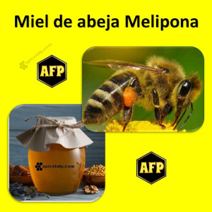 Miel de abeja melipona qué es. ¿Cómo mejorar los síntomas catarrales? Cómo mejorar el aparato digestivo. Remedios para aliviar las quemaduras y heridas con miel melipona.
